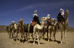 Camels Prints: Picture No. 10864129
