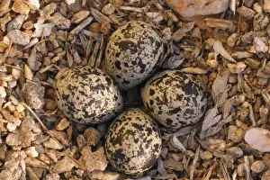 Killdeer Prints: Picture No. 10864206