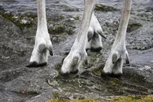 Hooves Prints: Picture No. 10864540