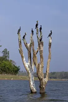 Cormorants Prints: Picture No. 10864614