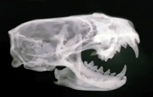 Jaws Prints: Picture No. 10864939