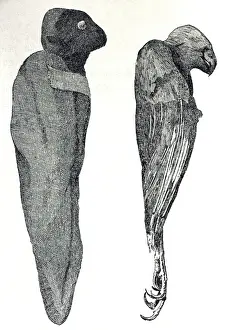 Picture No. 10864965