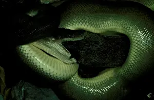 Python Prints: Picture No. 10865202