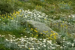 Daisies Prints: Picture No. 10865284