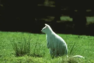 Macropus Prints: Picture No. 10865289