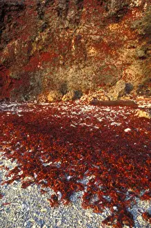 Spawning Prints: Picture No. 10865307