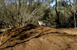 Malleefowl Prints: Picture No. 10865321