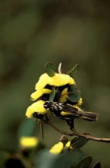 Honeyeater Collection: Picture No. 10865333