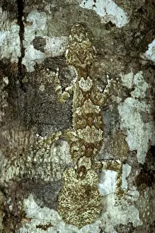 Picture No. 10865343