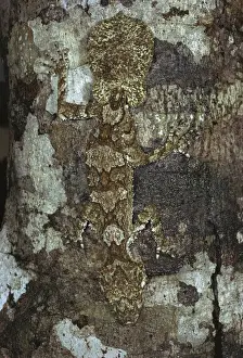 Bark Prints: Picture No. 10865344