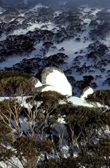 Gums Prints: Picture No. 10865349