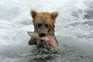Salmons Prints: Picture No. 10865531