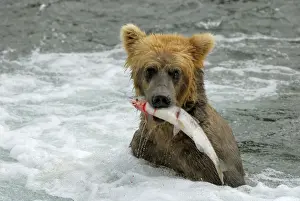 Grizzly Prints: Picture No. 10865534