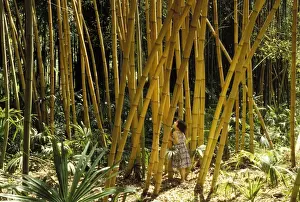 Bamboos Prints: Picture No. 10865913
