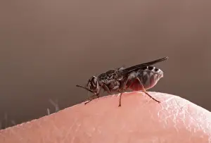 Disease Prints: Picture No. 10865948