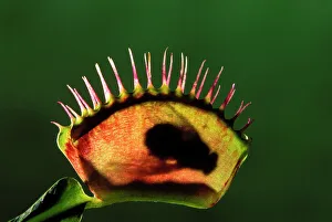 Plants Collection: Picture No. 10865989