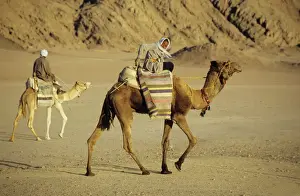 Camels Prints: Picture No. 10866142
