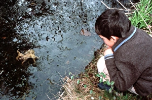 Amplexus Collection: Picture No. 10866618