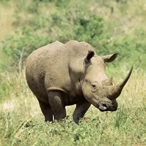 Rhinos Prints: Picture No. 10867025