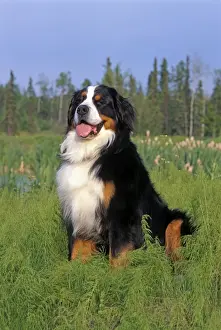 Bernese Prints: Picture No. 10867029