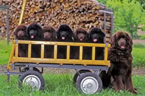 Cart Prints: Picture No. 10867033