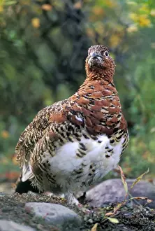 Ptarmigans Prints: Picture No. 10867037