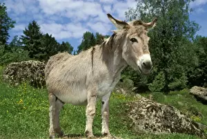 Donkeys Prints: Picture No. 10867060