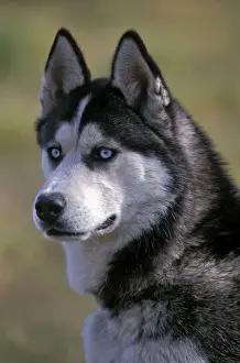 Siberian Prints: Picture No. 10867073
