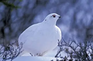 Ptarmigans Prints: Picture No. 10867074