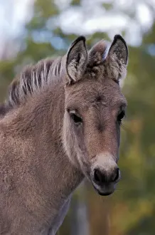 Donkeys Prints: Picture No. 10867078