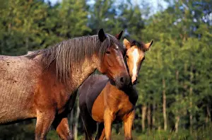 Caballus Prints: Picture No. 10867080