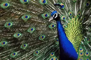 Peacock Prints: Picture No. 10867092