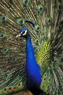 Peacock Prints: Picture No. 10867093