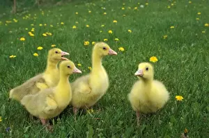 Gosling Prints: Picture No. 10867096