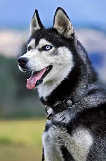 Siberian Prints: Picture No. 10867103