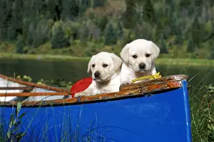 Canoe Prints: Picture No. 10867110
