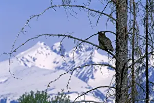 Bubo Prints: Picture No. 10867114