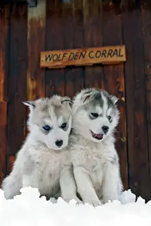 Siberian Prints: Picture No. 10867133