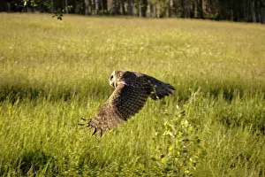 Strix Prints: Picture No. 10867140