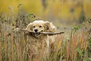 Stick Prints: Picture No. 10867145
