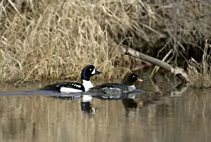 Goldeneye Prints: Picture No. 10867149
