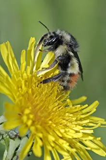 Dandelion Prints: Picture No. 10867152