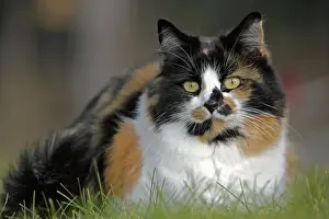 Calico Prints: Picture No. 10867169
