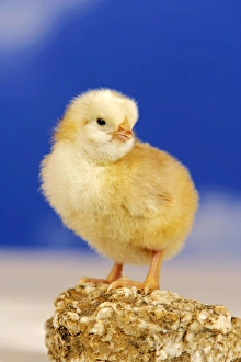 Chickens Collection: Picture No. 10867197