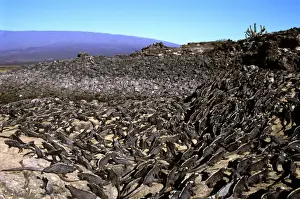 Iguanas Prints: Picture No. 10868623
