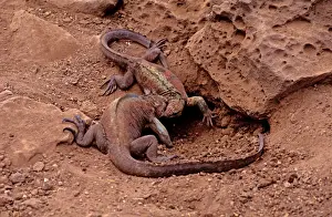 Iguanas Prints: Picture No. 10868624