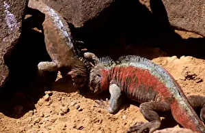 Iguanas Prints: Picture No. 10868625