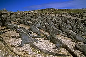 Iguanas Prints: Picture No. 10868626