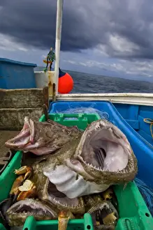 Lophius Prints: Picture No. 10868789