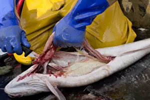 Monkfish Prints: Picture No. 10868792